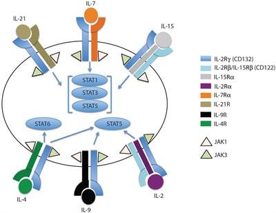 Epigenetic Maintenance of Acquired Gene Expression Programs during Memory CD8 T Cell Homeostasis